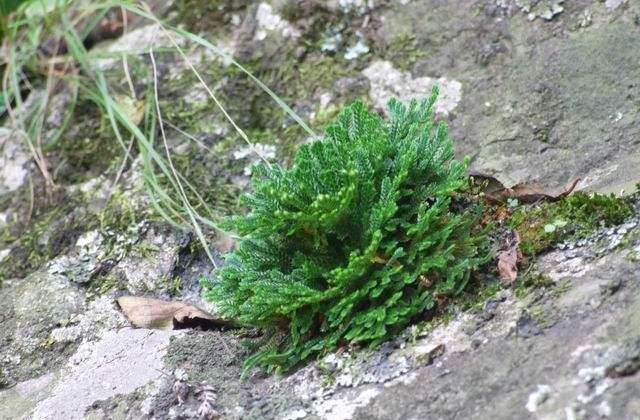 农村小野草“九死还魂”,缺水成枯草,遇水就复活,如今成高档货