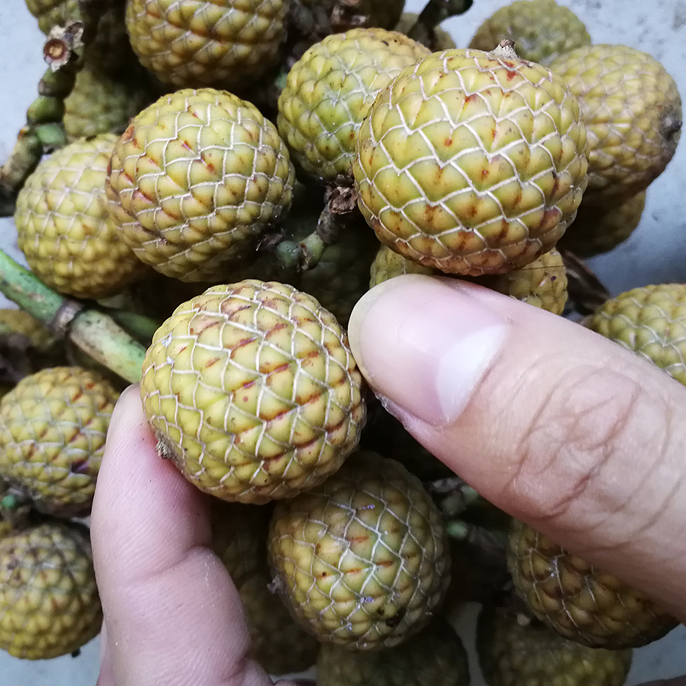 星月菩提为什么有便宜有贵,星月菩提为什么有那么便宜的