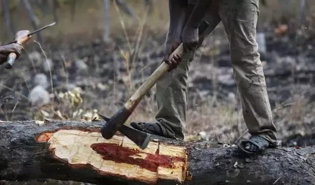 红木家具出口限制,红木木材稀缺的原因