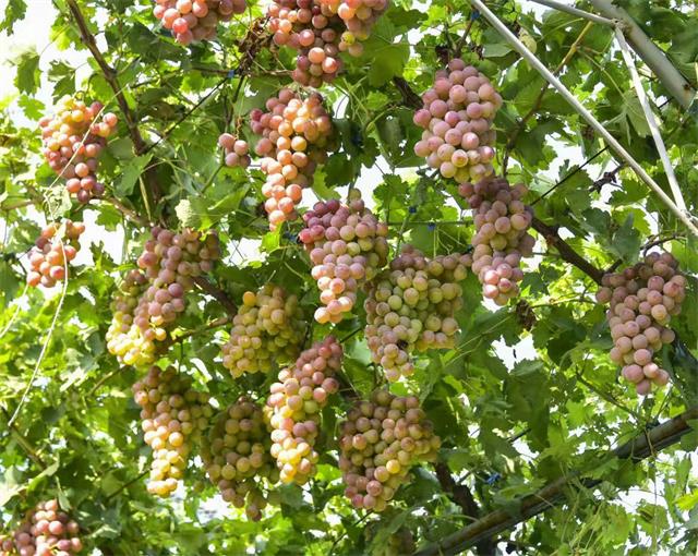 北京四季青西山采摘观光园,尽享采摘时光