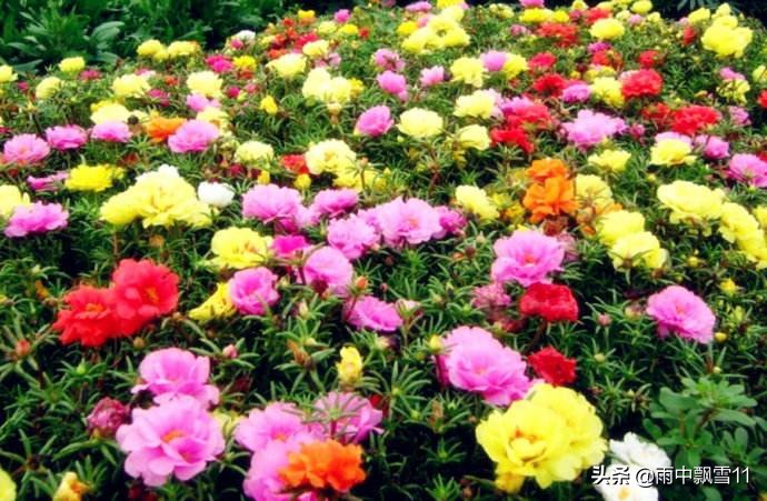 适合春季栽种的花卉,春天花怎样浇水