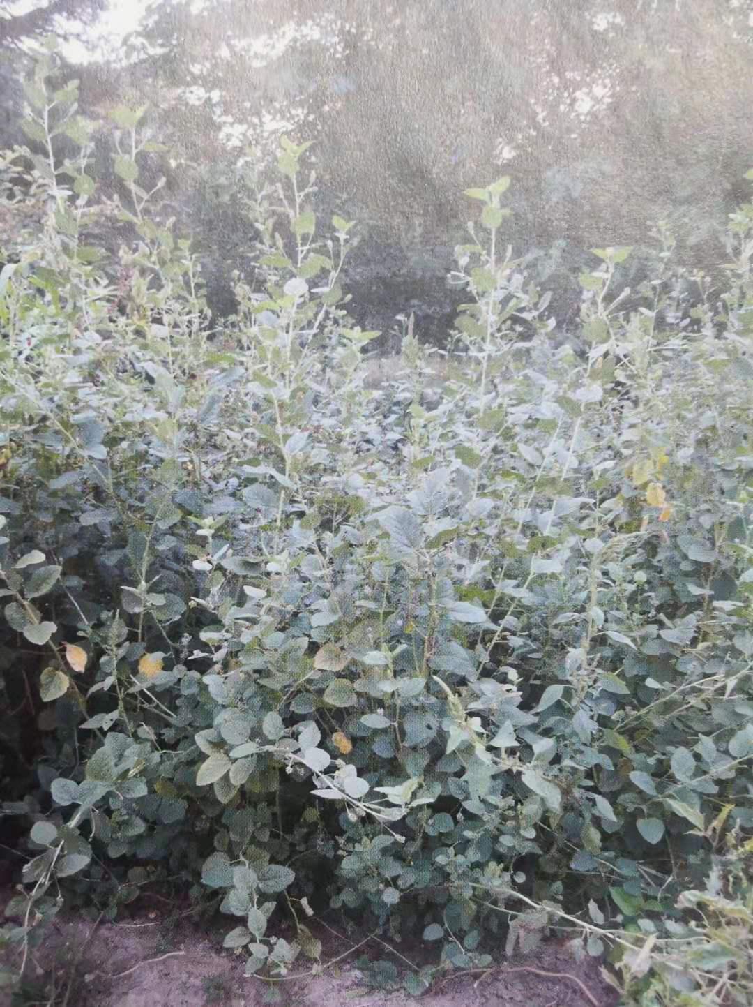 补骨脂可以补骨头吗,骨碎补和补骨脂哪个补骨效果好