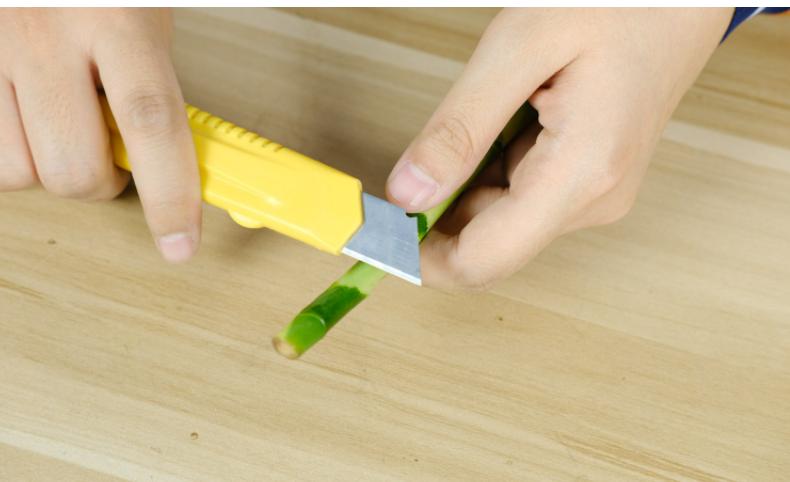 富贵竹爱黄叶、水发臭？“剪一刀”就解决了