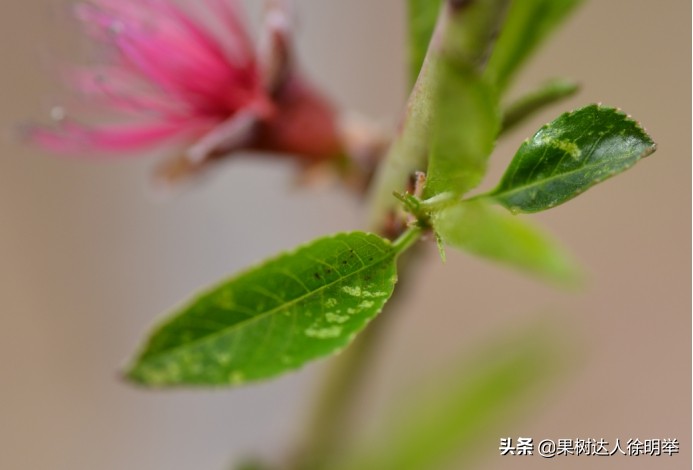 桃园害虫怎么治,桃园的害虫