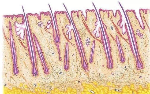 敷面膜真的对皮肤好么,敷面膜皮肤真的会吸收吗