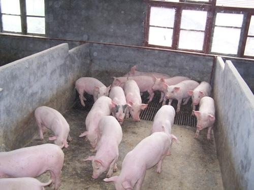 怎么确认*猪种**妊娠,预产期推算及分娩接产技术!