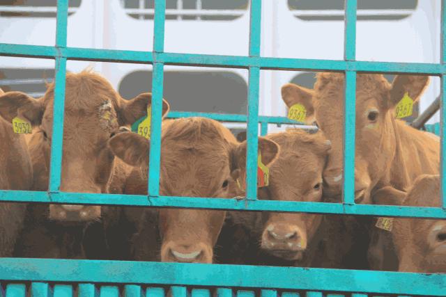 6000多头“澳妞”登陆京唐港中澳贸易即将零关税安格斯关税直降2%