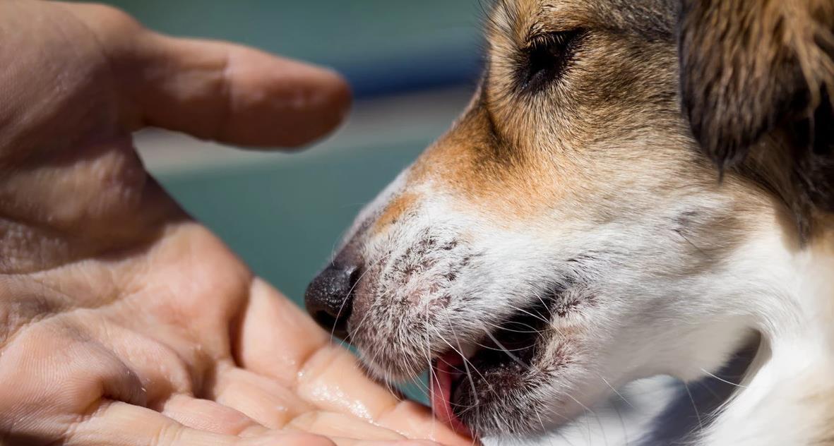 狗狗舔这些地方，其实是想告诉你不同的事情