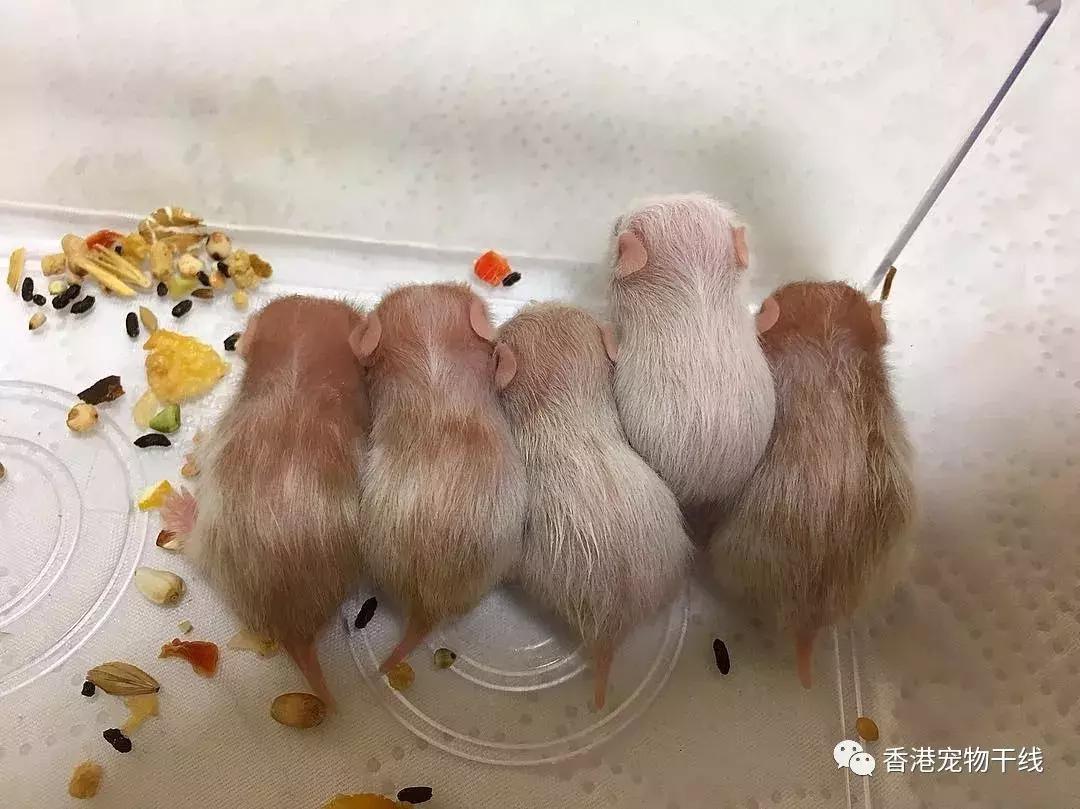 刚出生的小仓鼠几天能睁眼,刚出生的仓鼠宝宝人工怎么养