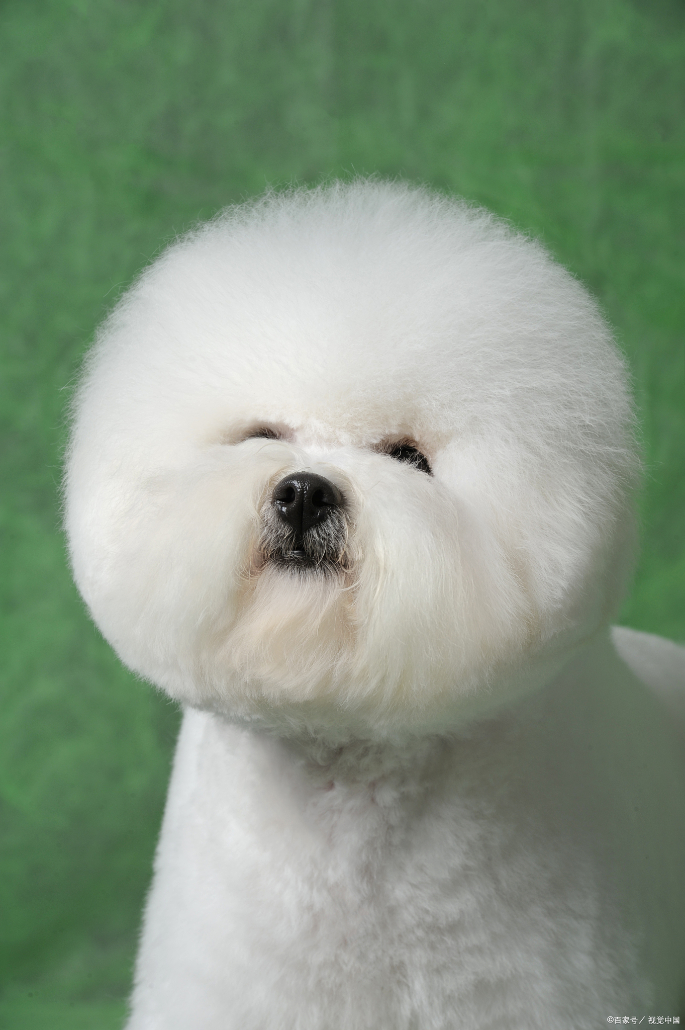 比熊一直叫是不是肚子疼,比熊一直叫脾气好吗