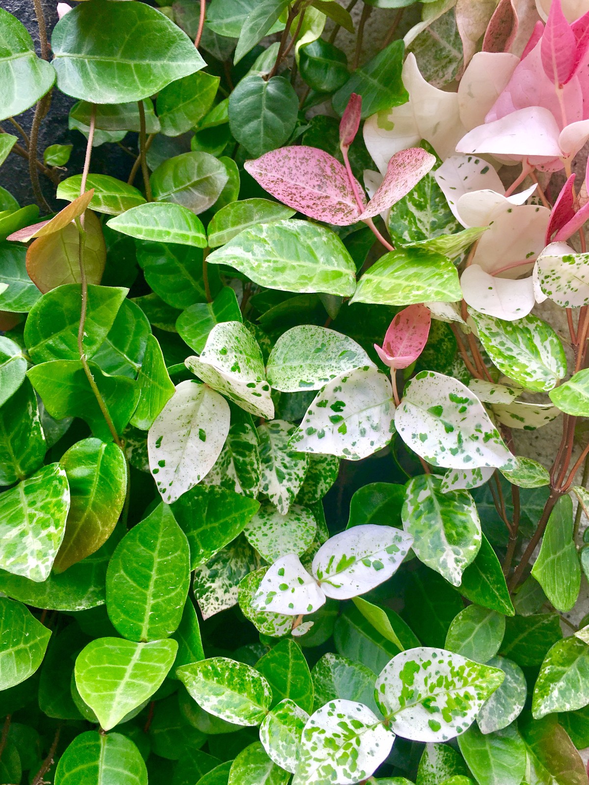 18种寓意好的花,18种花图片大全