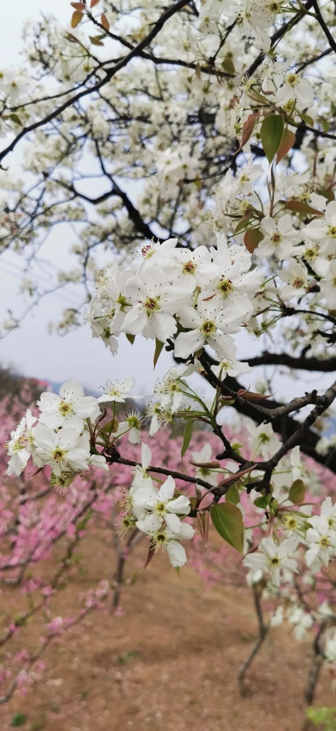 济南3月免费赏花攻略,花都开了济南周边赏花攻略收好