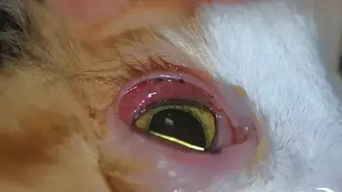 牛眼虫病8、9月份高发期，提前预防