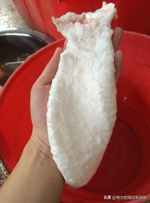 鱼胶是怎么形成的,如何泡鱼胶最好方法