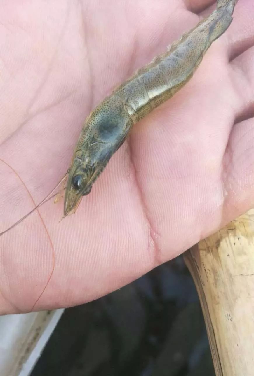 水体呈黑褐色是怎么回事,水体黄浑用什么解决