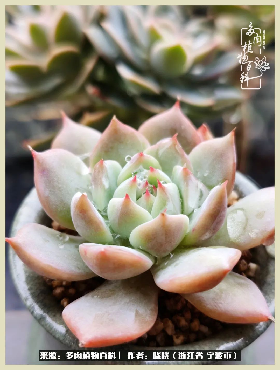 对多肉的热爱深入骨髓,当激情退却希望你依然保持热爱