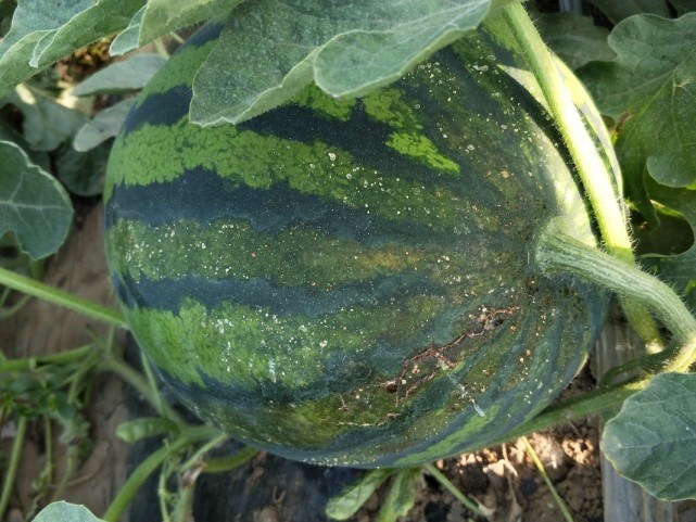 西瓜阴皮病防治特效药,西瓜青皮病用什么药