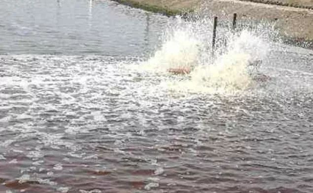 养殖水体中常见藻类有哪些,养殖中哪些藻类是有益的