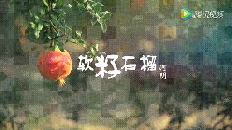 突尼斯软籽石榴种植前景预测,专业种植培育突尼斯软籽石榴