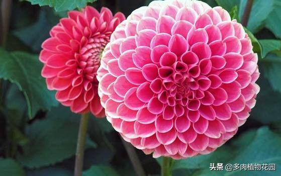 记住“四喜四怕”,养好大丽花