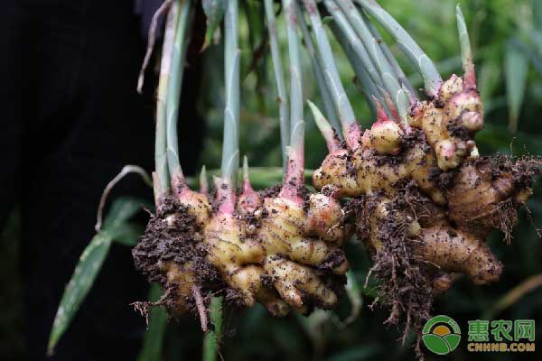 生姜种植前撒生石灰可以吗,生姜种植前姜种处理