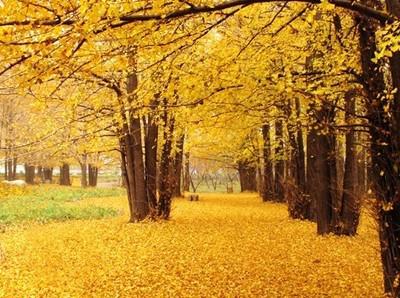 在山东秋天适合去哪儿旅游,山东秋季旅游去哪里好玩
