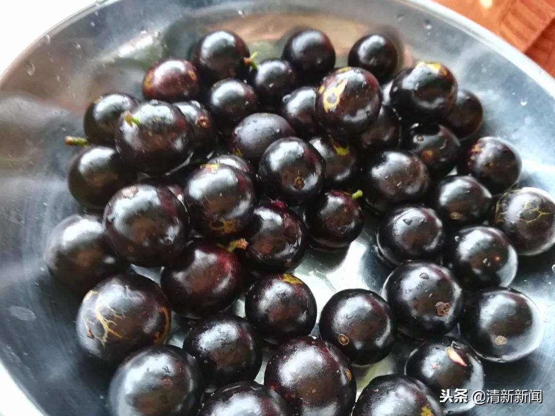 神奇!太平金门有种长在树干上的果子!