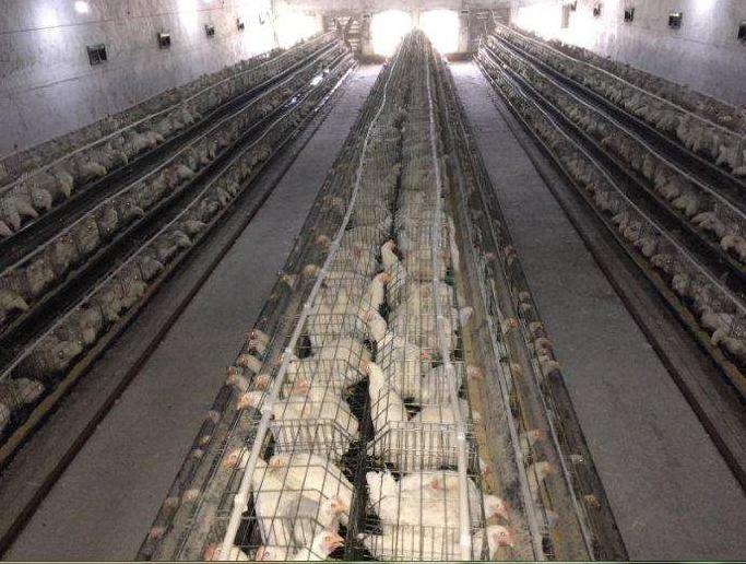 鸡子怎么过冬,鸡子如何合理饲养