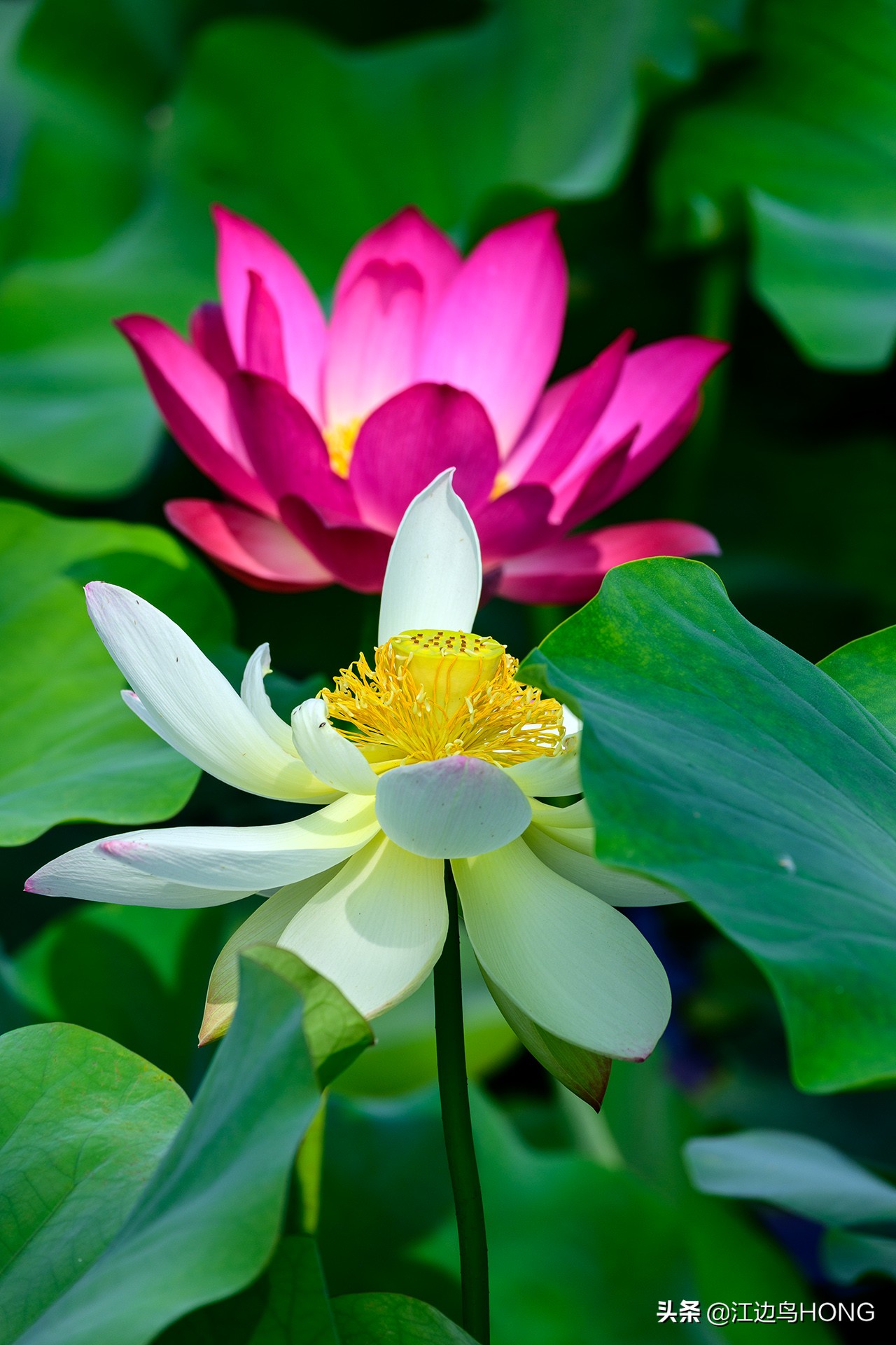 尼康z50双头套机价格,尼康z套机最低价7849