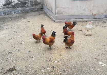 散养土鸡喂稻谷和玉米哪个好,散养土鸡喂玉米粒