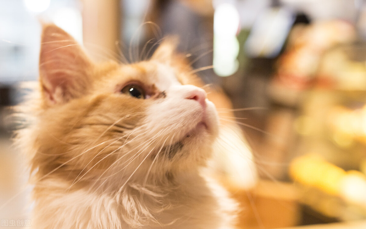 猫咪的报复心有多强,猫咪乱尿真烦人