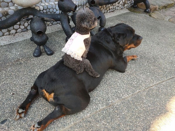 罗威纳犬碰见土狗,罗威纳犬遇见农村土狗