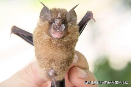 蝙蝠、蛇、水貂：新型冠状病毒来源之谜