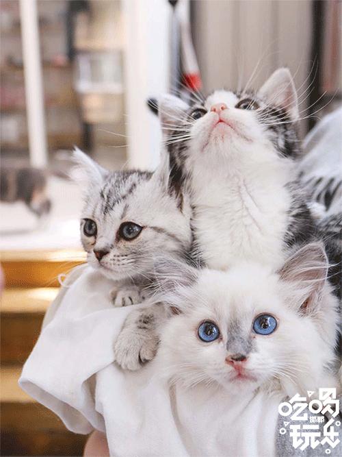 软萌暴击!邯郸这家高颜值猫咖上线,“吸猫”终于提上日程!