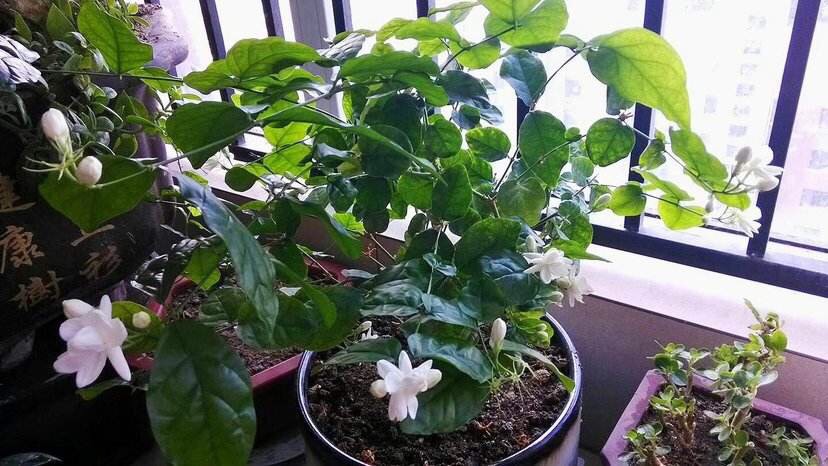 茉莉花过冬的最佳方法,茉莉花过冬枝芽全部枯萎后怎么办