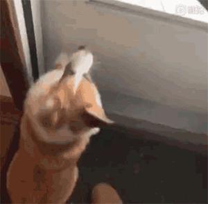 狗狗冬天过冬注意事项,冬天金毛狗狗睡觉会怕冷吗