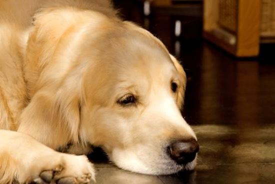 狗狗“发情”如何鉴定？这几点主人要知道