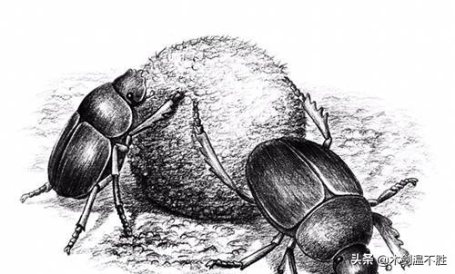 卡夫卡变形记中的孤独与异化,卡夫卡变形记是魔幻现实主义吗