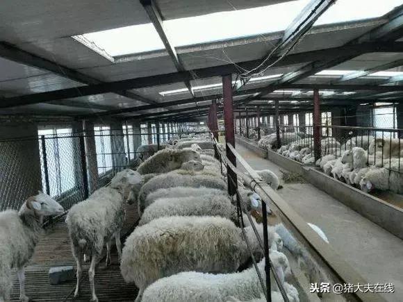 一条龙羊场,最大羊场