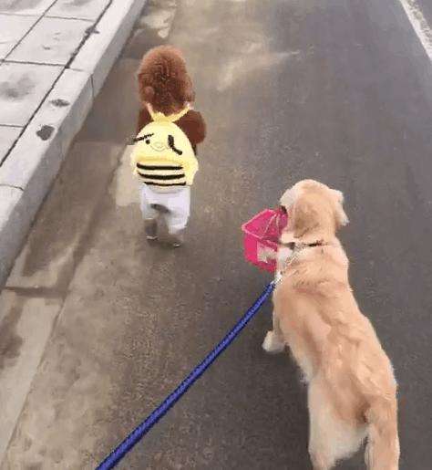 泰迪为什么喜欢在家撒尿？你真的理解过这些原因吗？