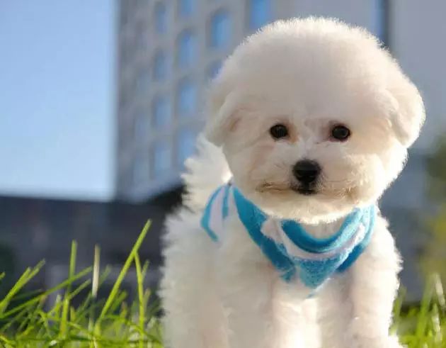 72种名犬分类介绍及图片,72种名犬及图片