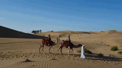 为何沙漠中能遇到渴死的骆驼,在沙漠遇到渴死的骆驼怎么不能碰