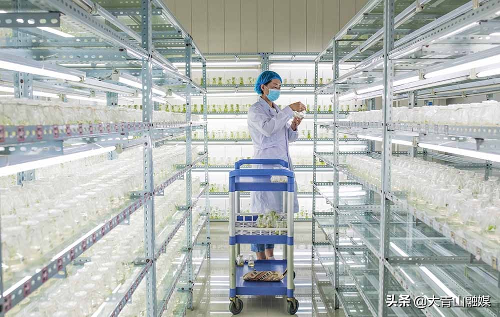 内蒙古乌兰察布市马铃薯种植过程,乌兰察布马铃薯种植基地联系方式