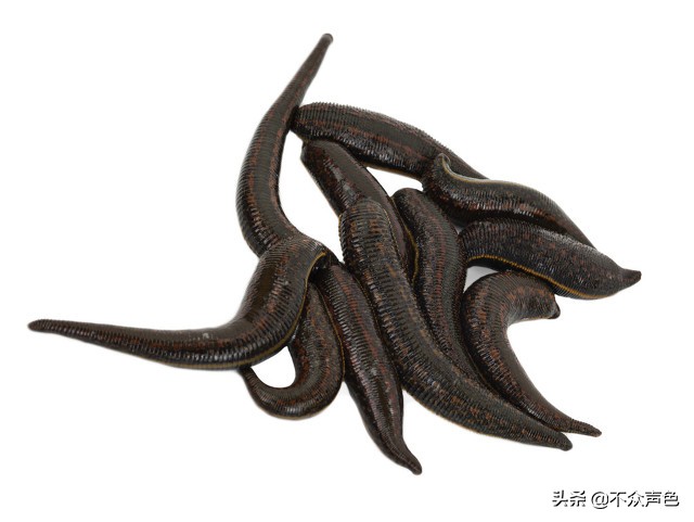 蚂蝗吸血时会传染寄生虫吗,误吞了蚂蝗怎么办