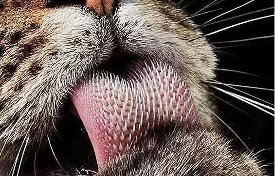 猫咪被陌生的狗舔了什么感受,被猫咪舔手指头是什么感觉