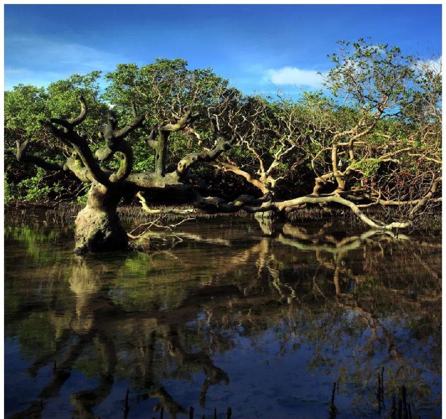 湛江一日游最佳景点湛江特呈岛,特呈岛湛江旅游攻略