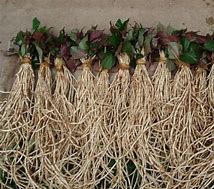 中药熏蒸熏完两次的效果,中药熏蒸吸入疗法