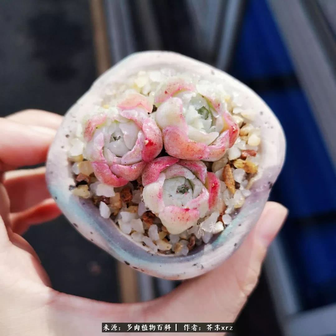 那个爱画多肉的小姑娘带着她的心头肉又来啦！