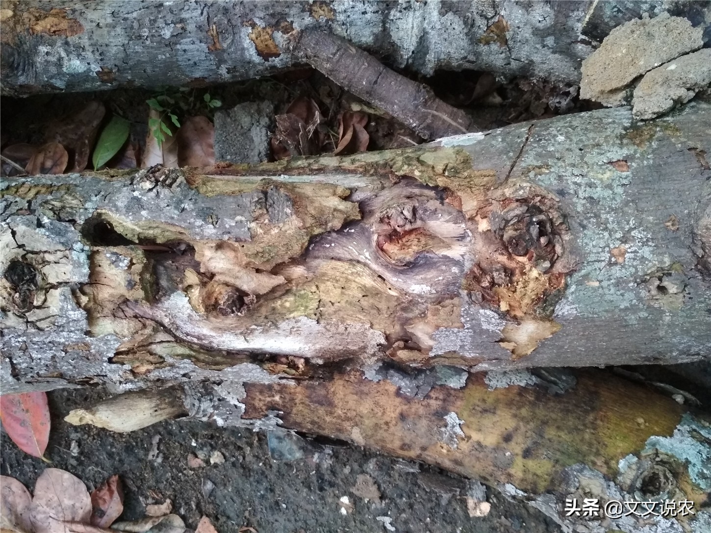 树菠萝不开花怎么回事,大树菠萝剪枝正确方法