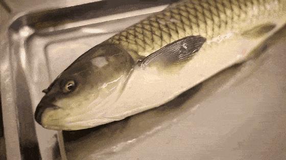 年终谣言又来？！为保活给鱼喂柴油，吃了中毒？专业辟谣来了